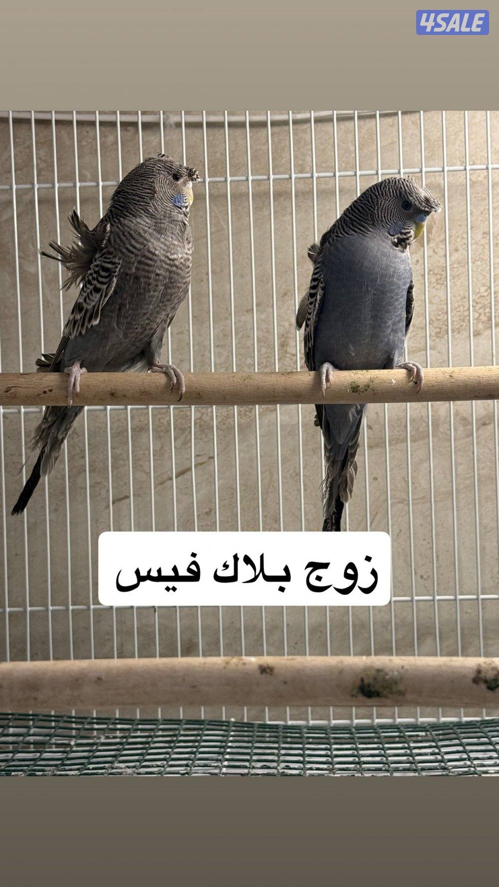 للبيع جمله ازواج نوادر5