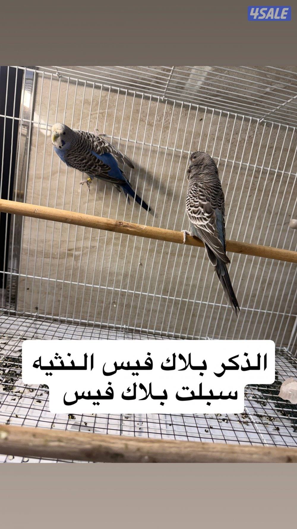 للبيع جمله ازواج نوادر7