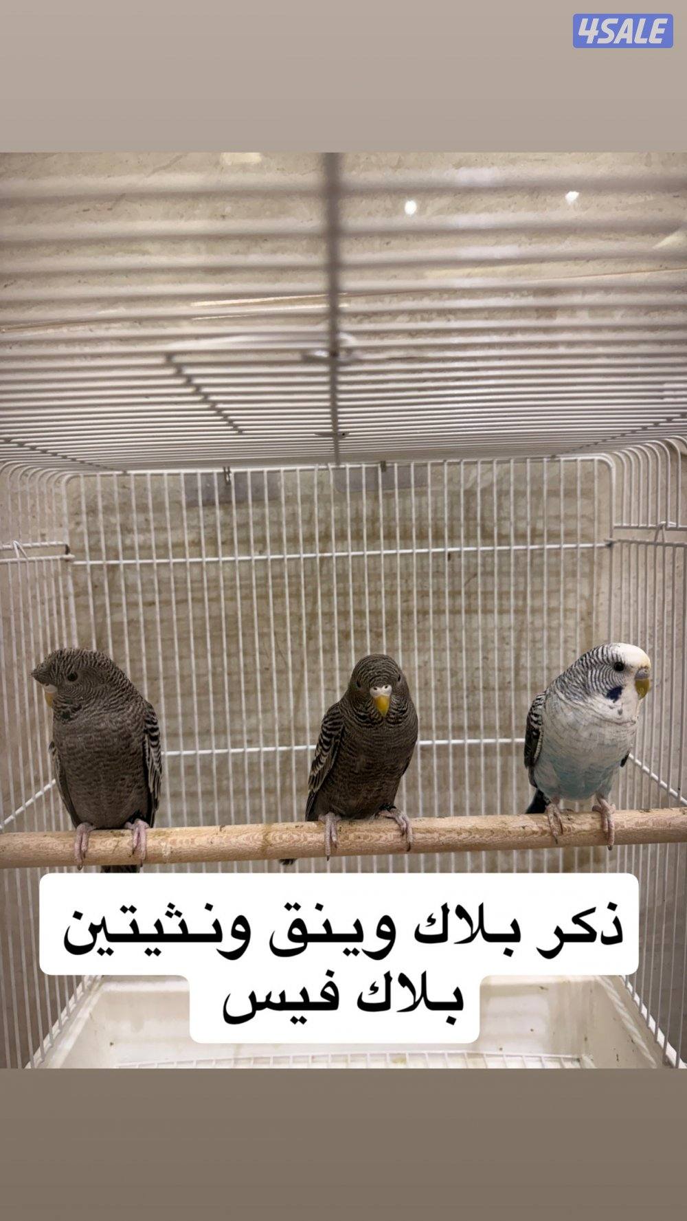 للبيع جمله ازواج نوادر8