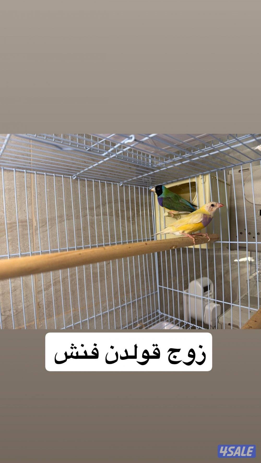 للبيع جمله ازواج نوادر9