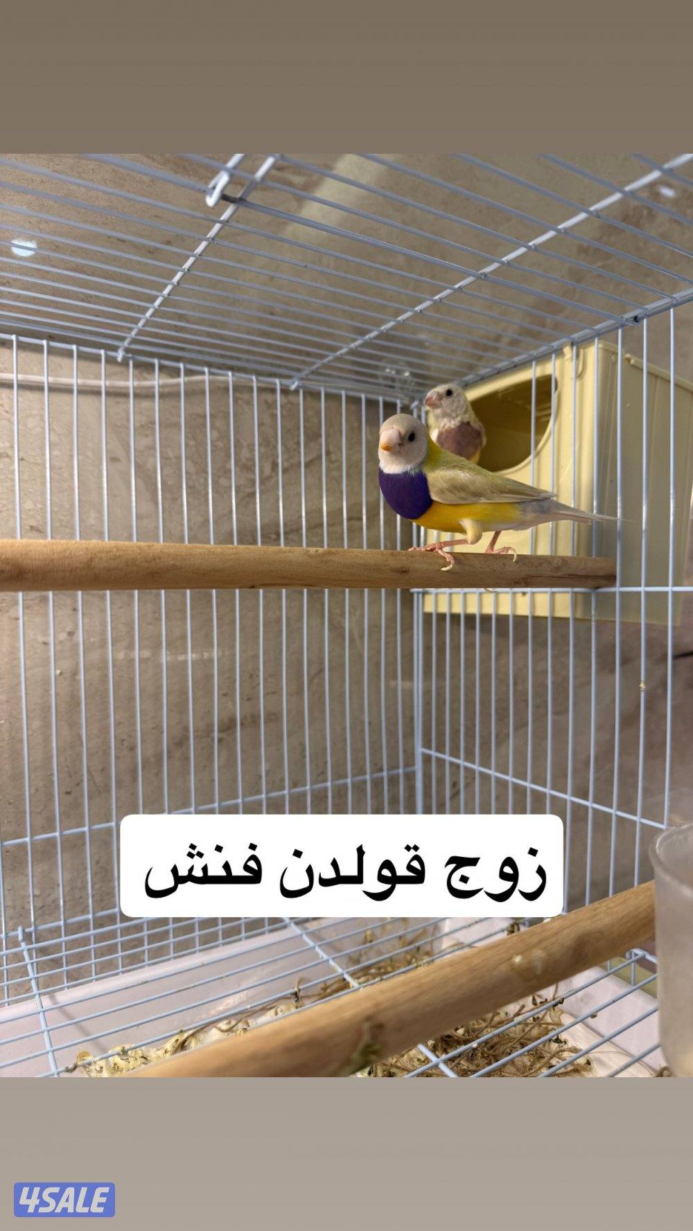 للبيع جمله ازواج نوادر10