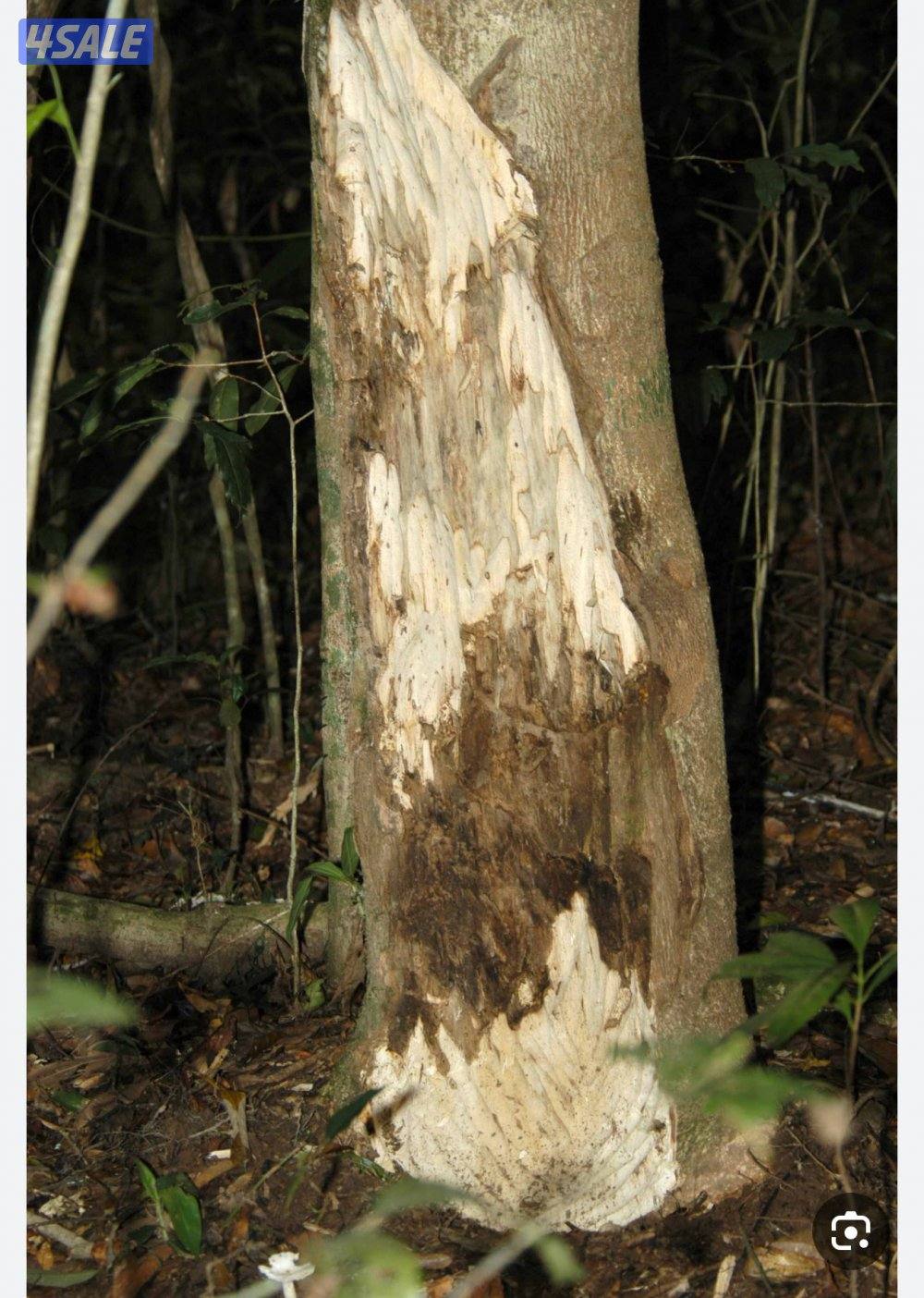 دار سمو للعود (زوايا فيتنامي ملكي ) الشخصي والمناسبات2