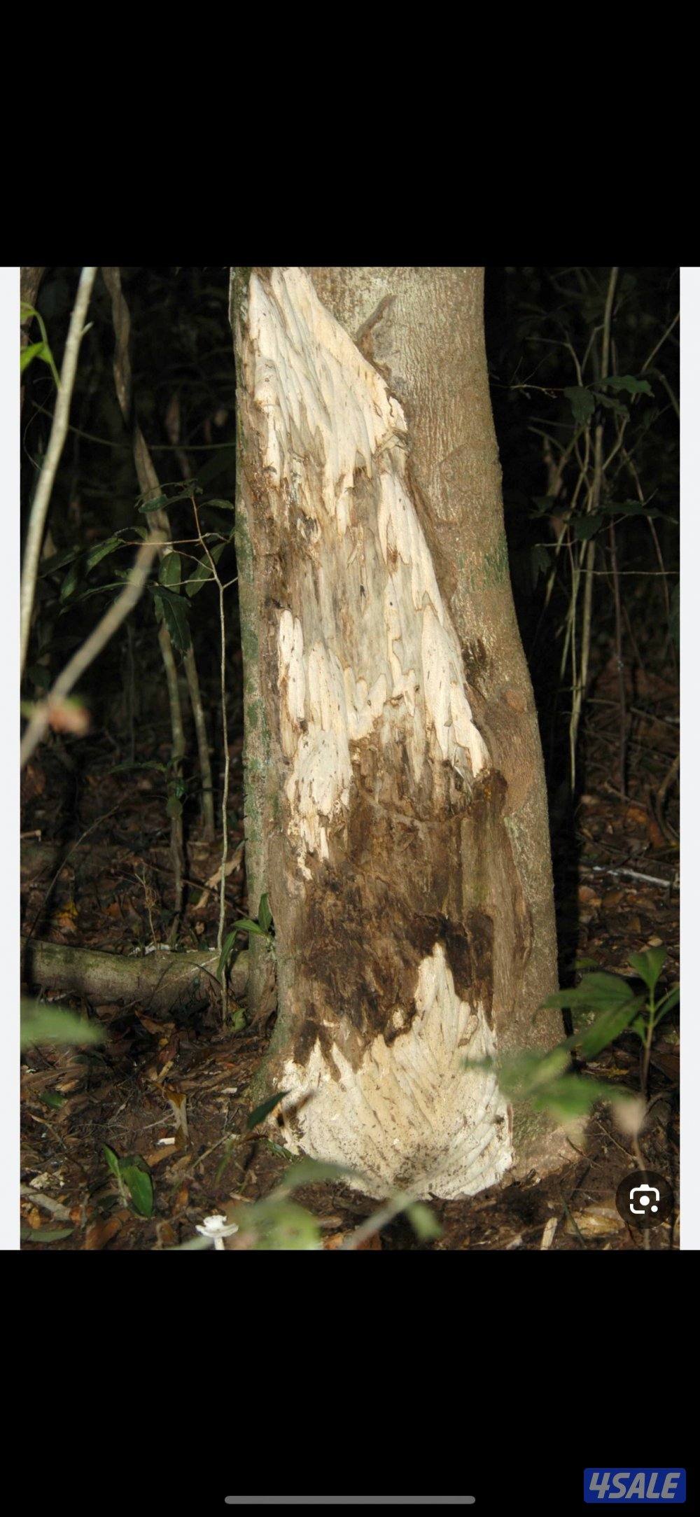 داو سمو للعود(زوايا فيتنامي ملكي )للاستخدام الشخصي ومناسبات5