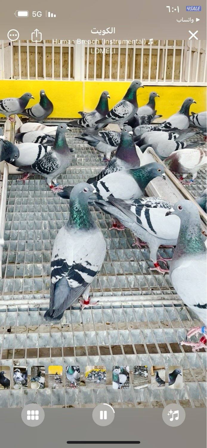 البيع زاجل سباق الاهل والاخوان ابطال0