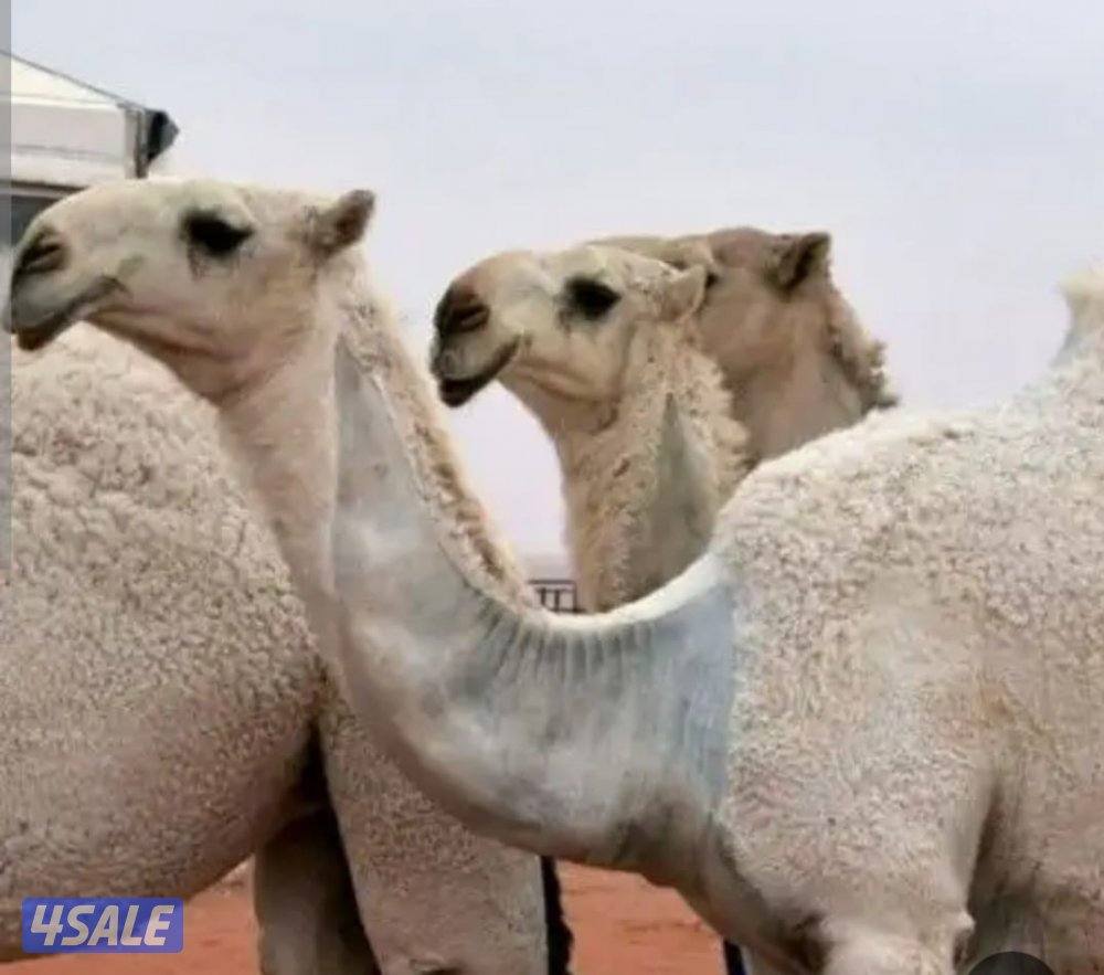 حلاقة وغسيل أبل مزين0