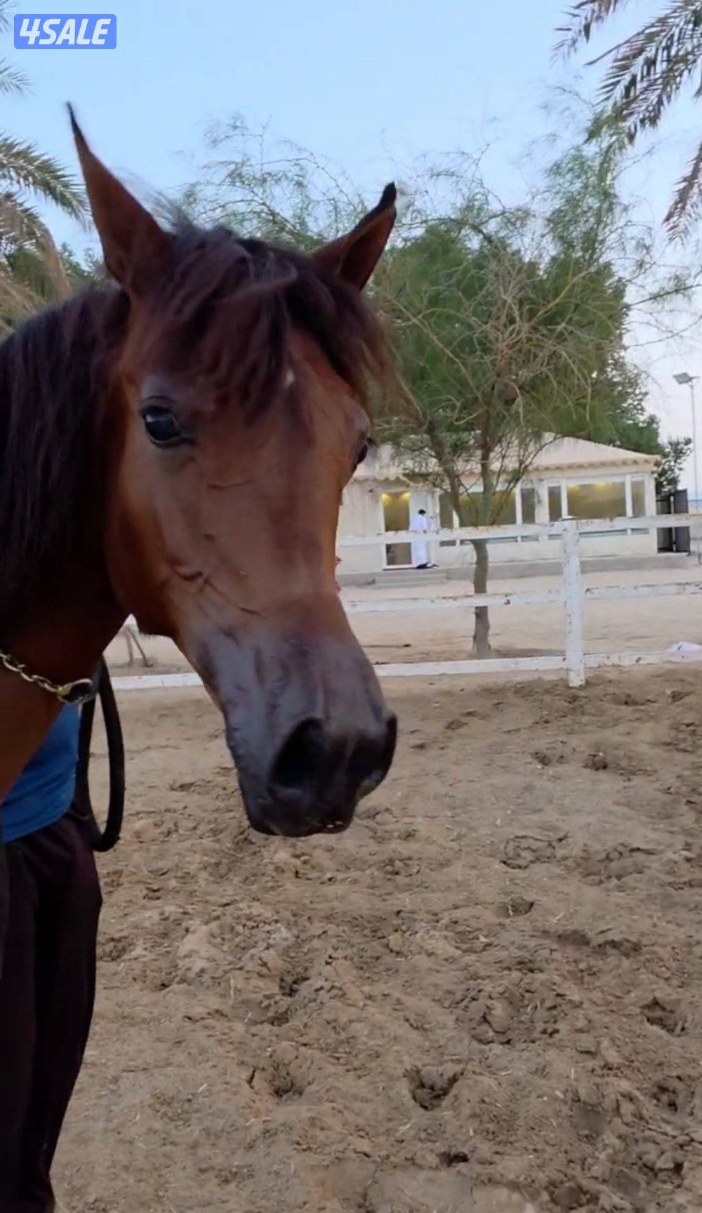 مهرتين كواليتي  بنات دسمان الزباره2