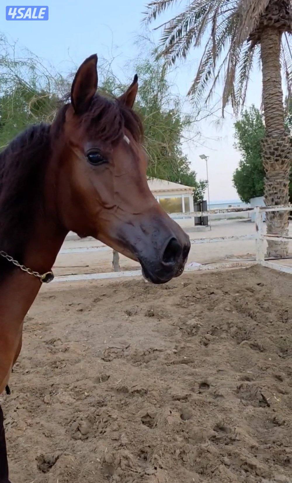 مهرتين كواليتي  بنات دسمان الزباره3