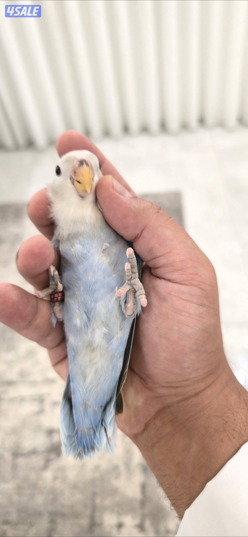 لوف بيرد ربوه0