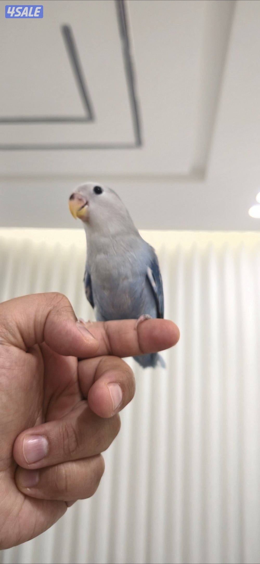 لوف بيرد ربوه1