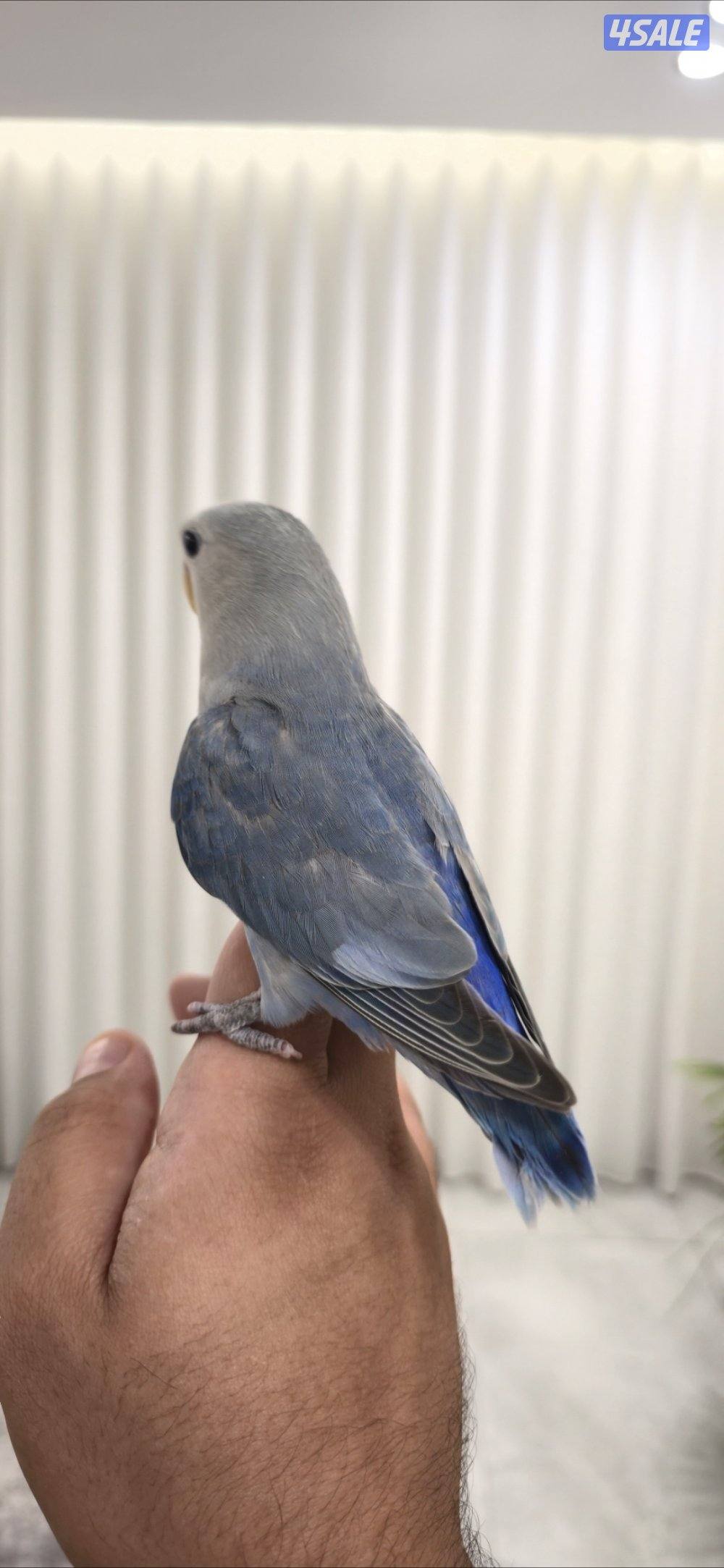 لوف بيرد ربوه2