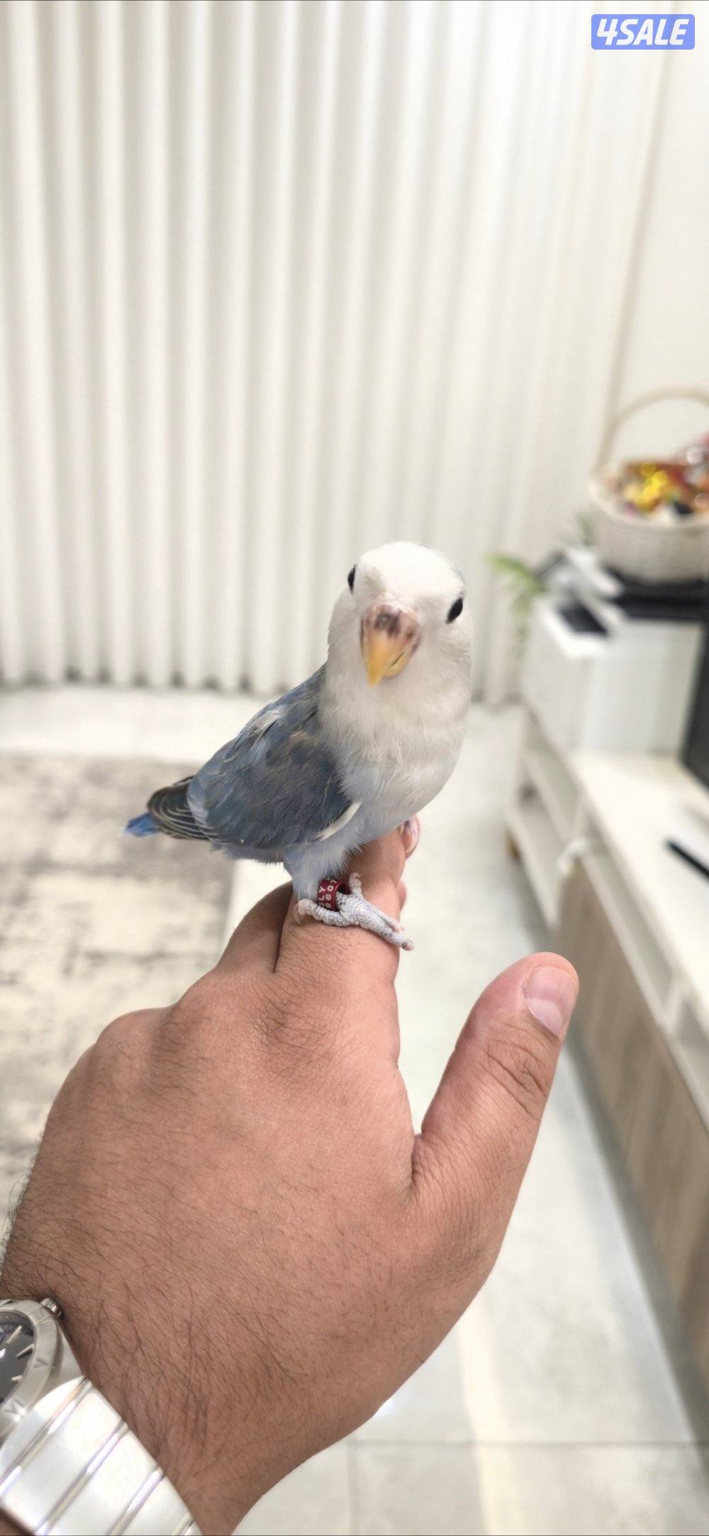 لوف بيرد ربوه3