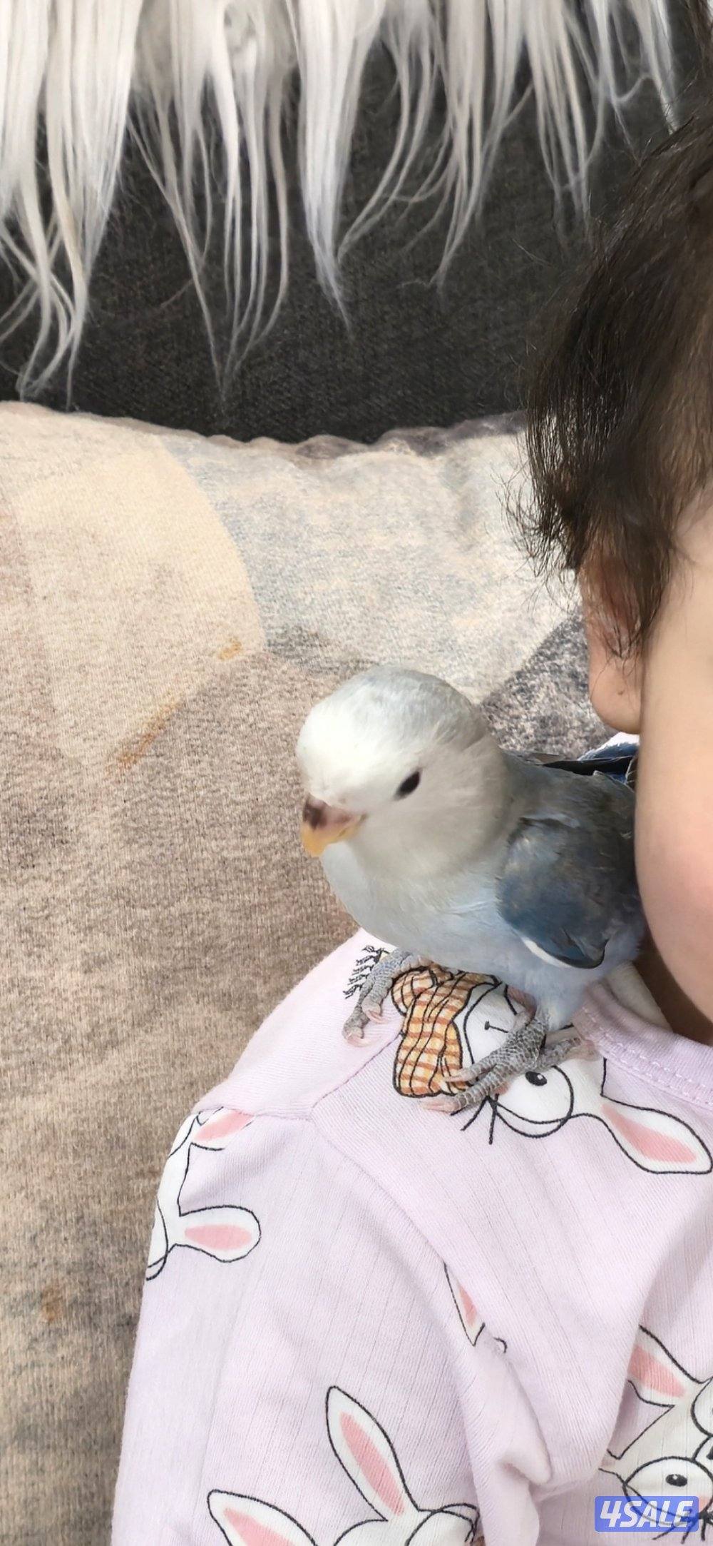 لوف بيرد ربوه4