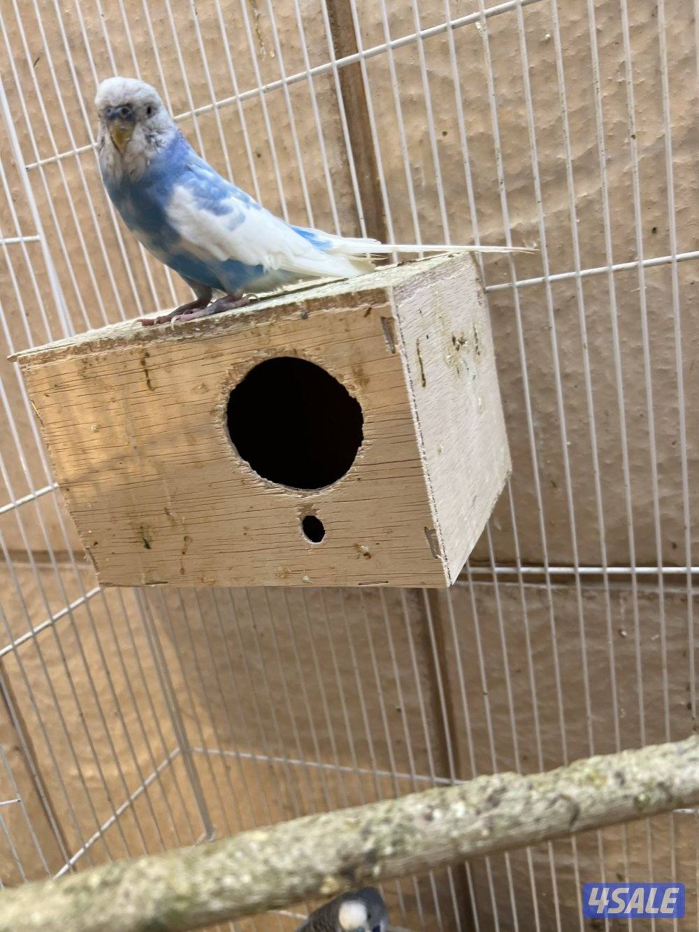 للبيع فري صيني + باتجي.1