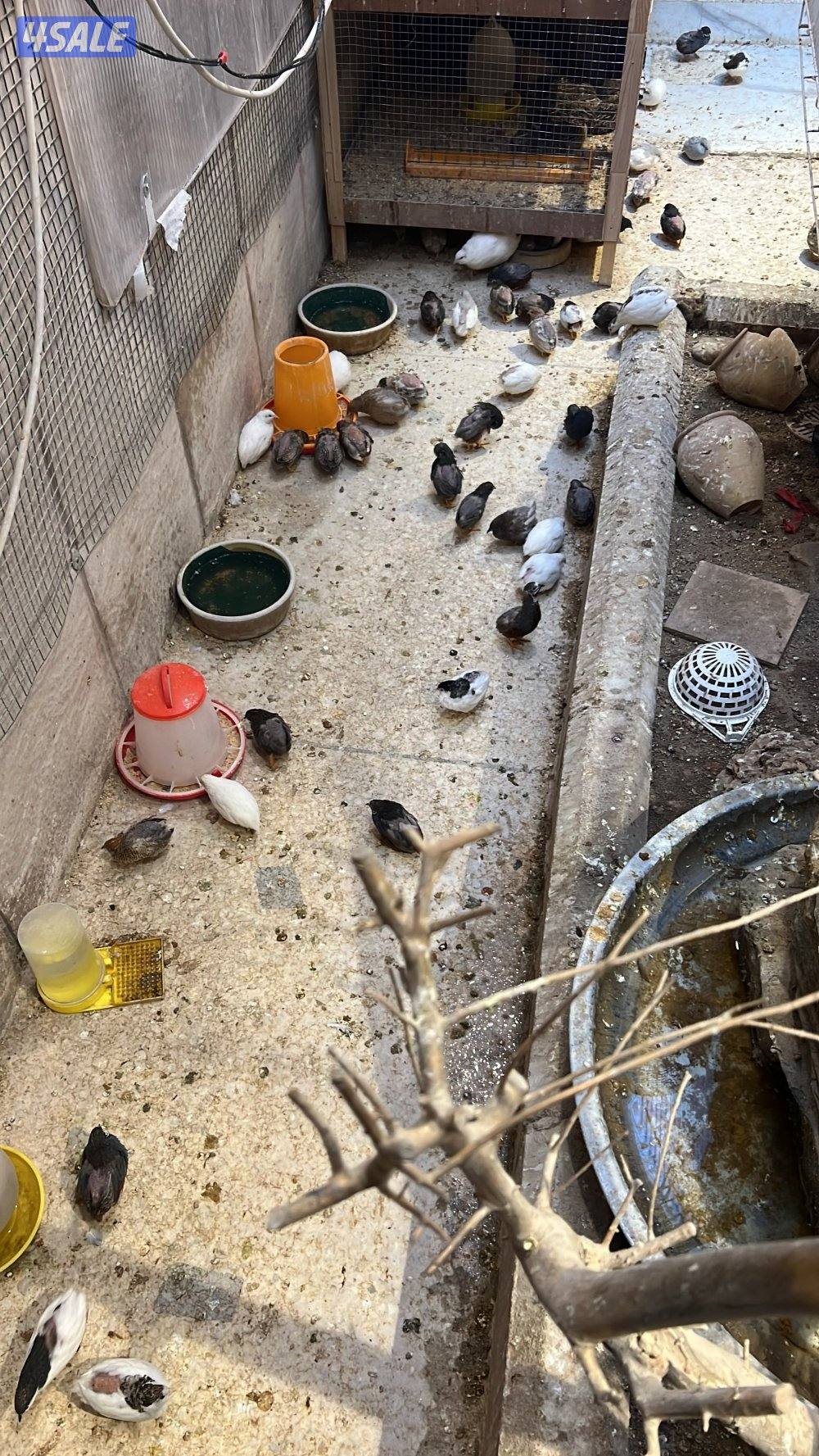 للبيع فري صيني + باتجي.2