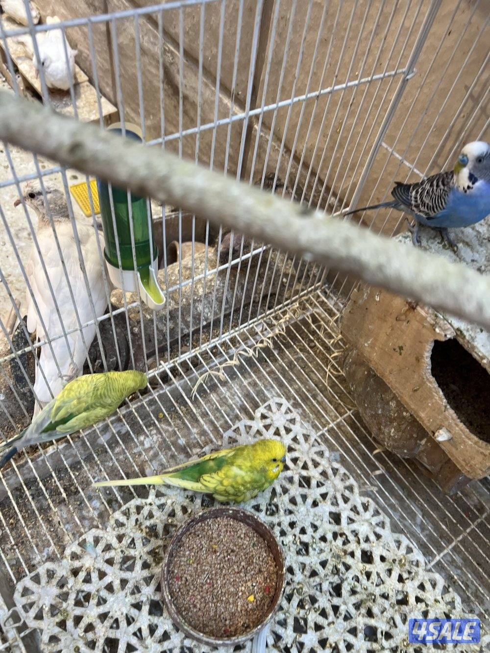 للبيع فري صيني + باتجي.3