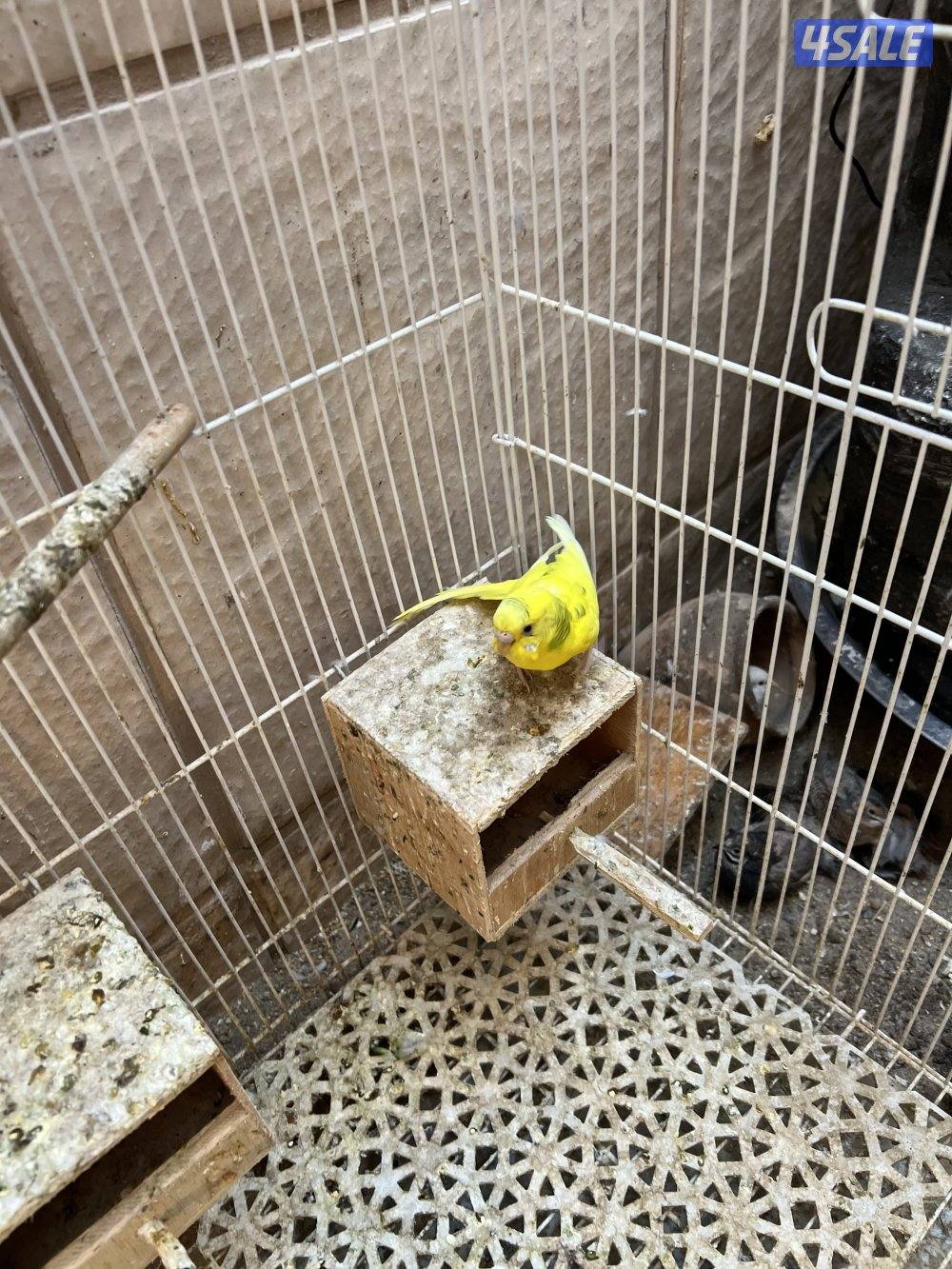 للبيع فري صيني + باتجي.4