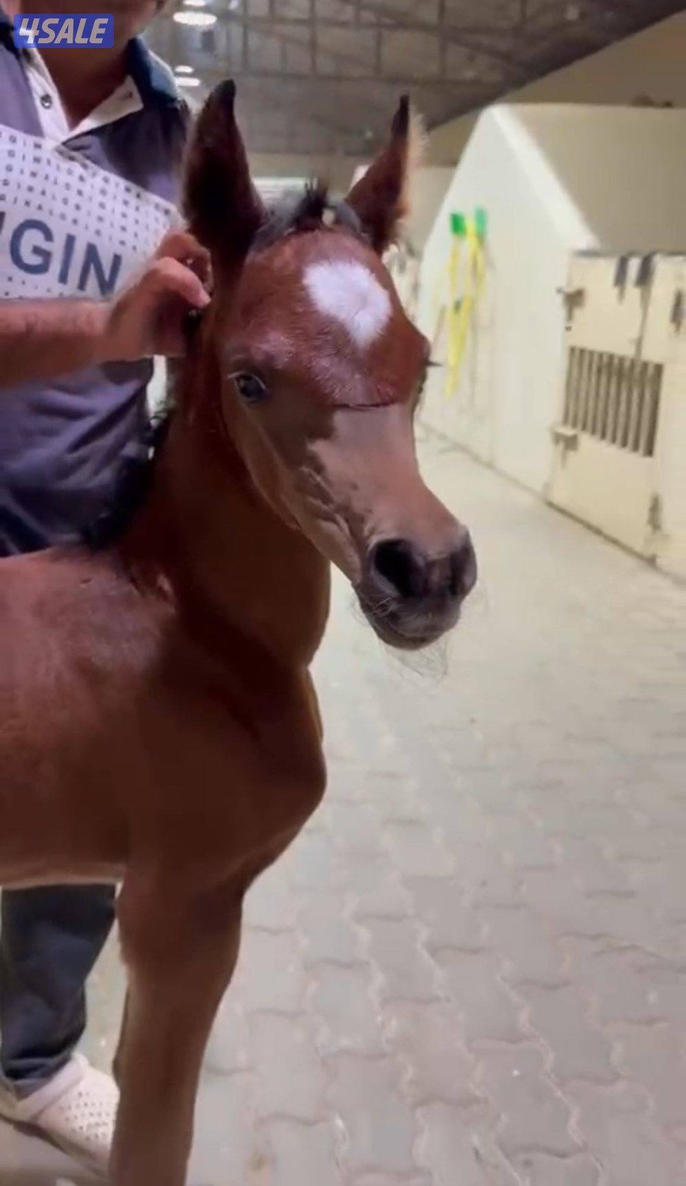 مهرتين كواليتي  بنات دسمان الزباره4