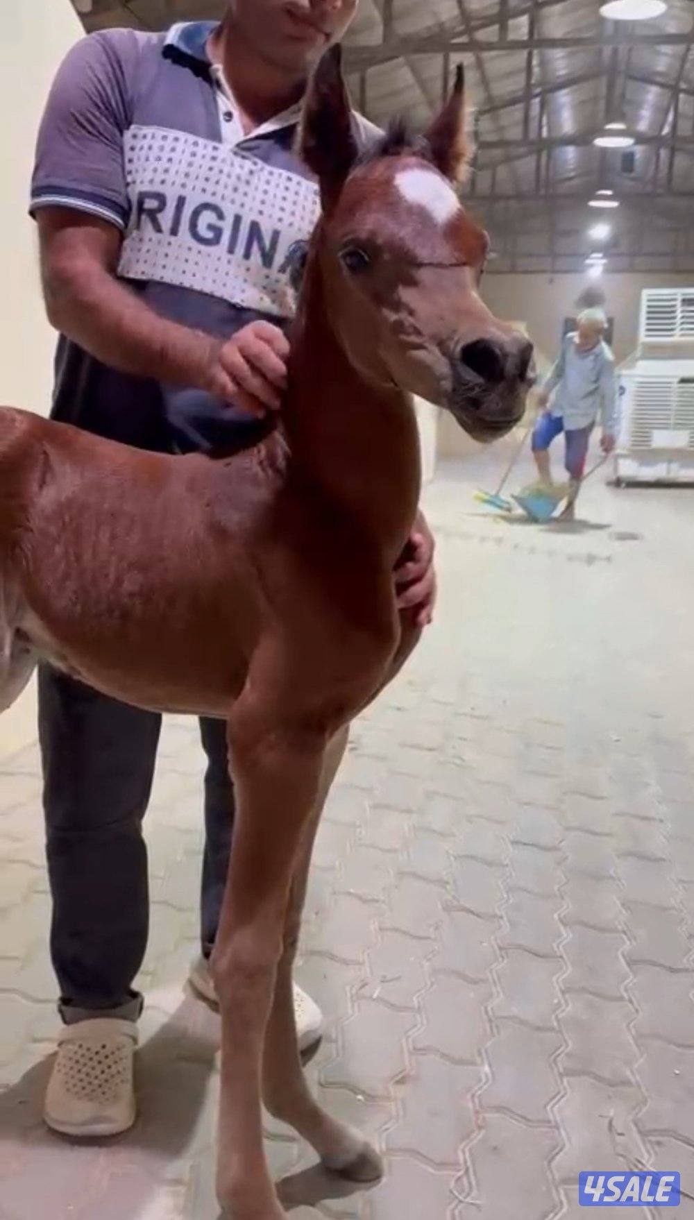 مهرتين كواليتي  بنات دسمان الزباره5