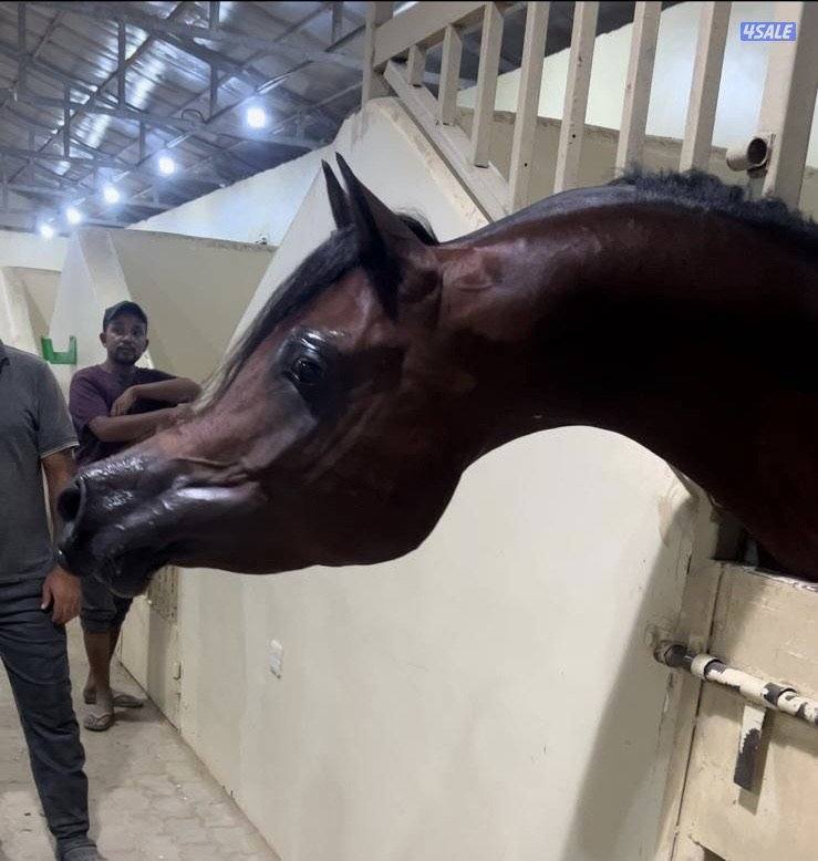 مهرتين كواليتي  بنات دسمان الزباره6