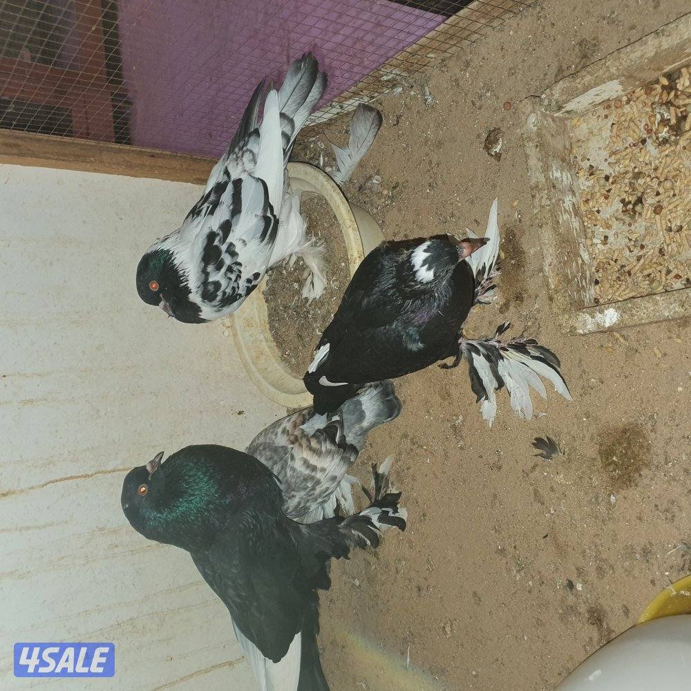 ازواج نفاخ بدون الفروخ0