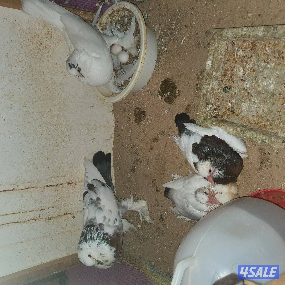 ازواج نفاخ بدون الفروخ1