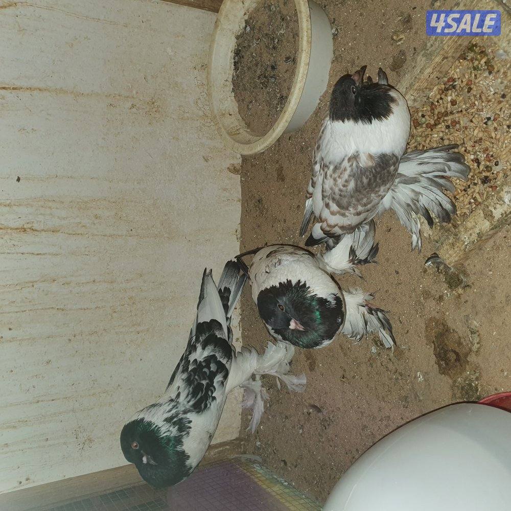 ازواج نفاخ بدون الفروخ2