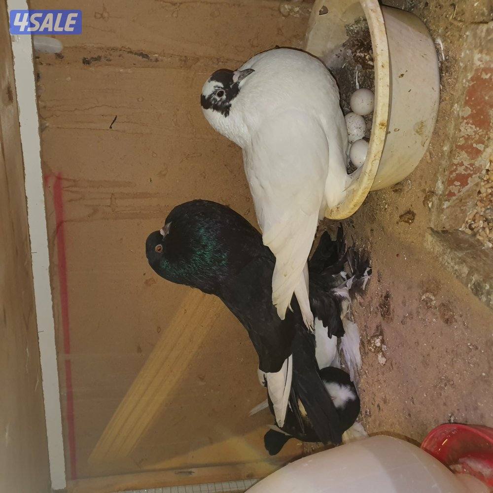 ازواج نفاخ بدون الفروخ3