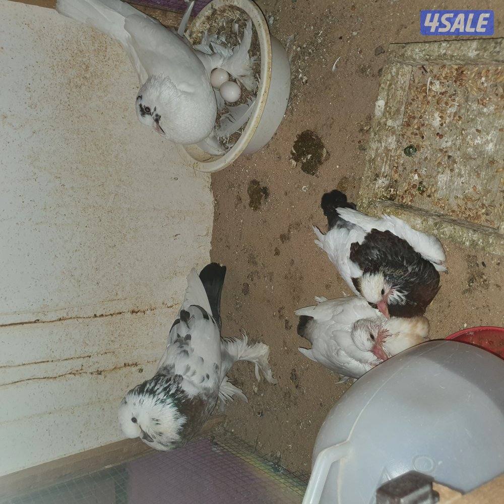 ازواج نفاخ بدون الفروخ4