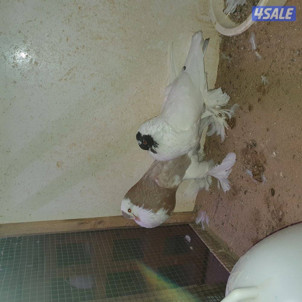 ازواج نفاخ بدون الفروخ5