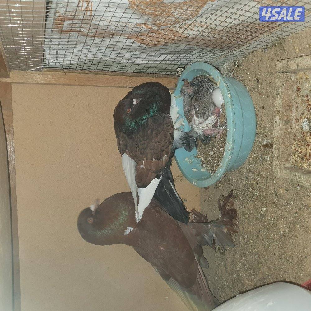 ازواج نفاخ بدون الفروخ6