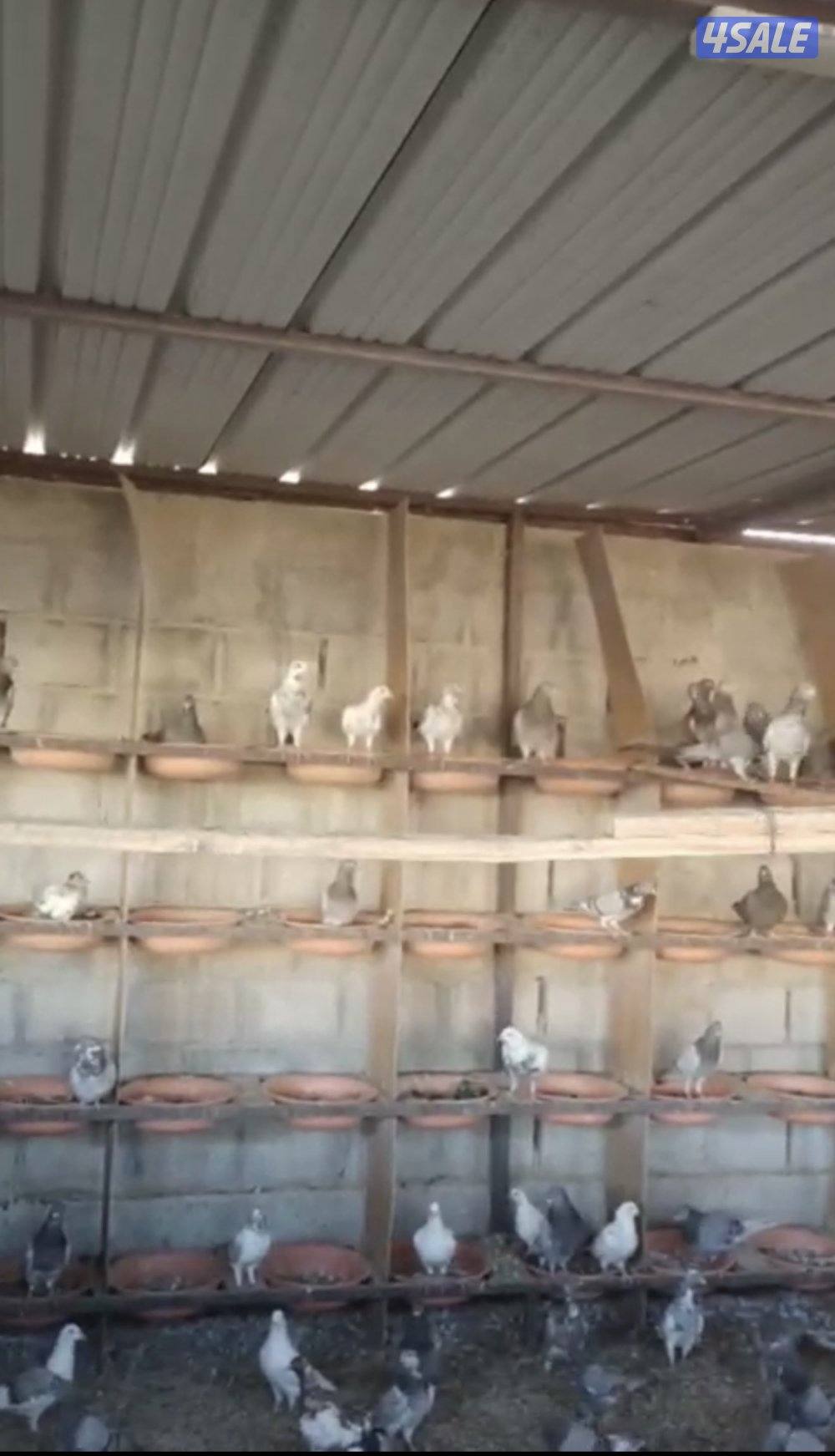 لاحم فرنسي و مصري0