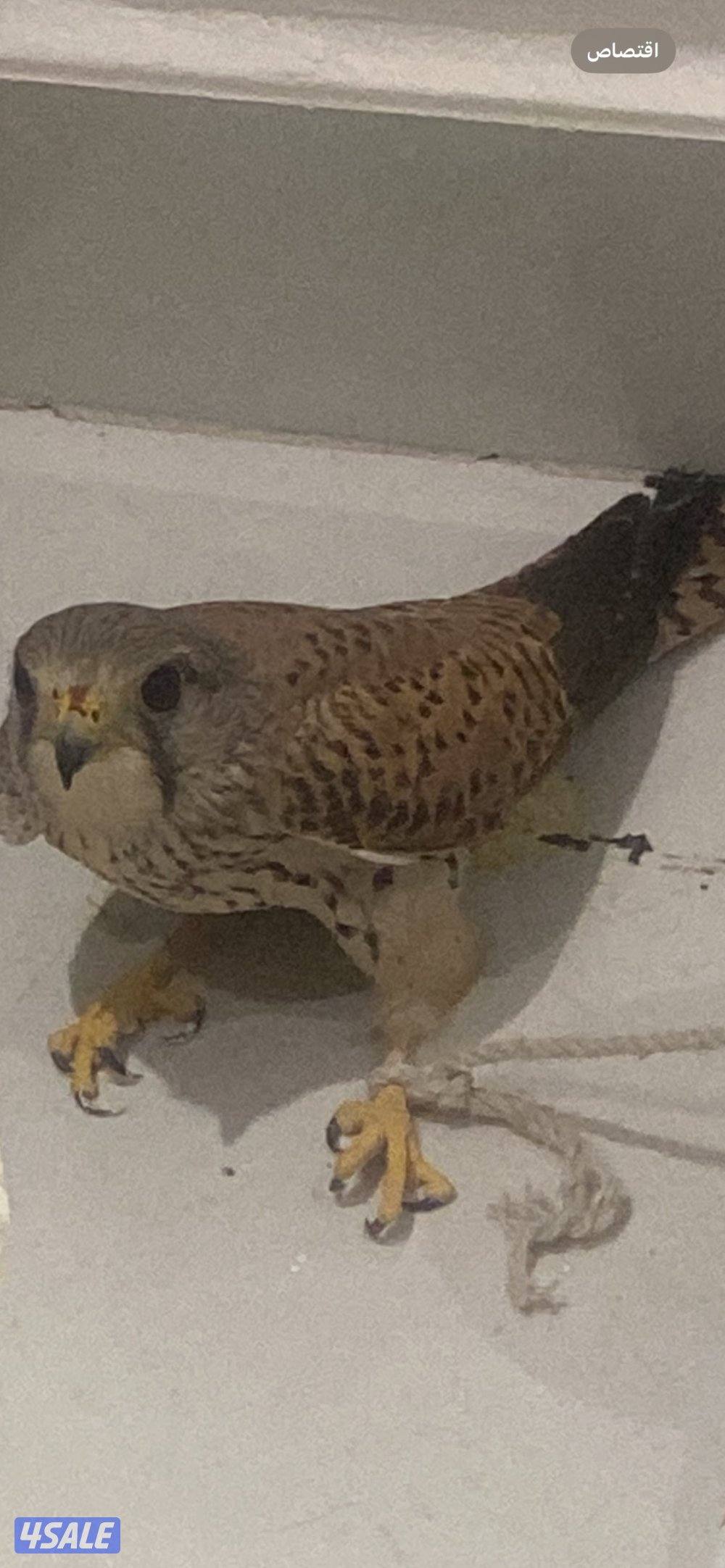 للبيع تر مه0