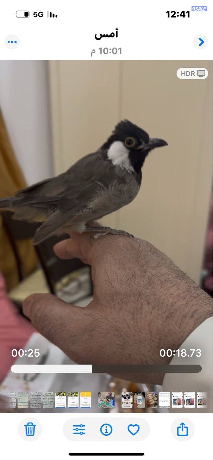 بلبل و ياكريم0