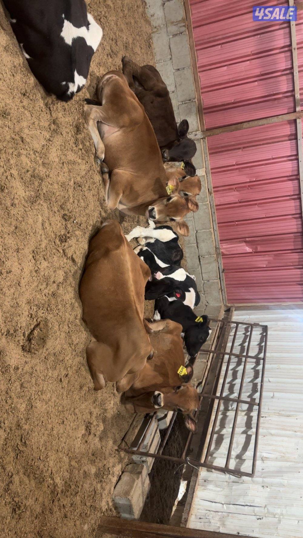 عجول للبييع1