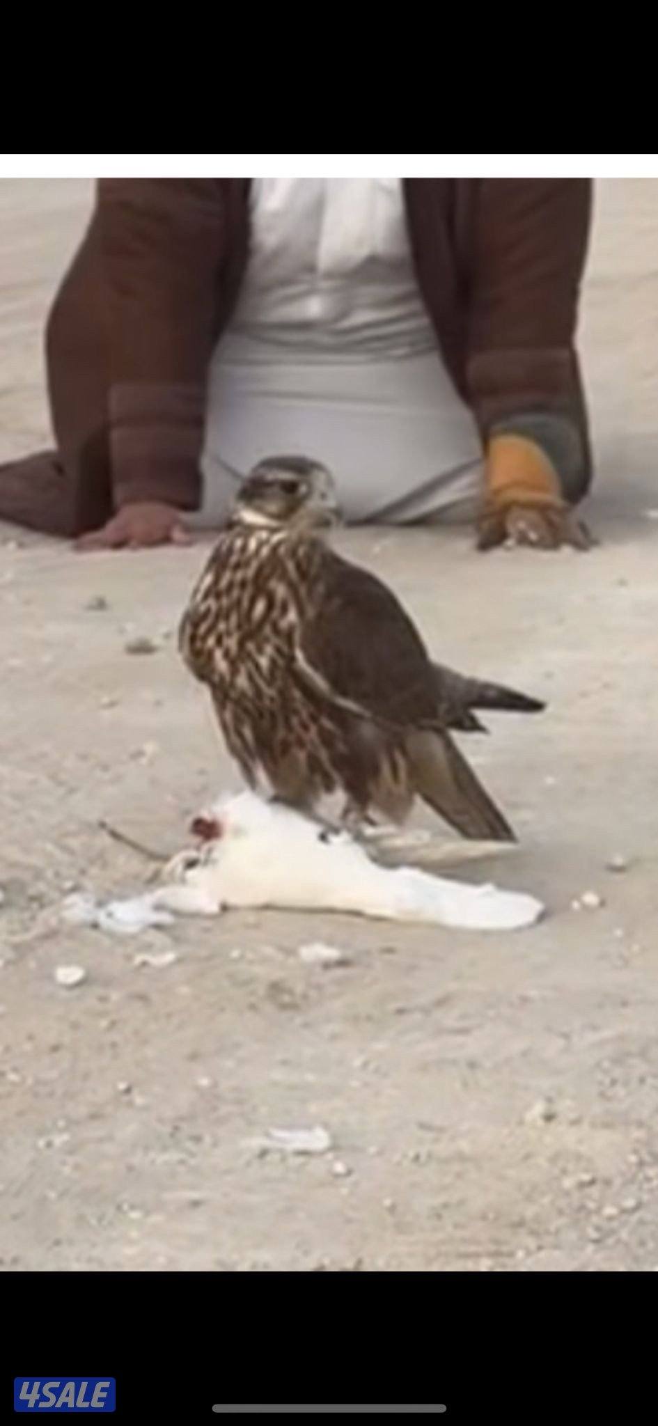 لبيع ع السوم0