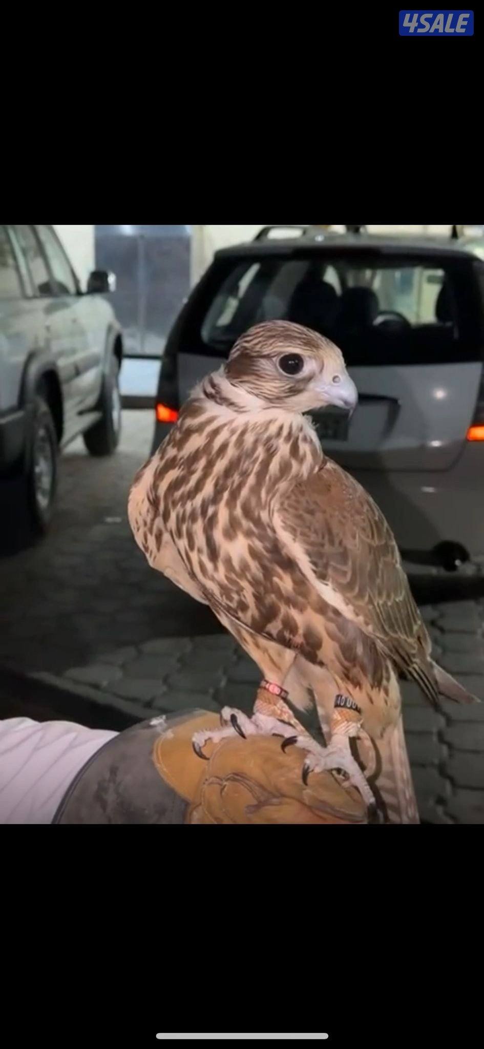 لبيع ع السوم1