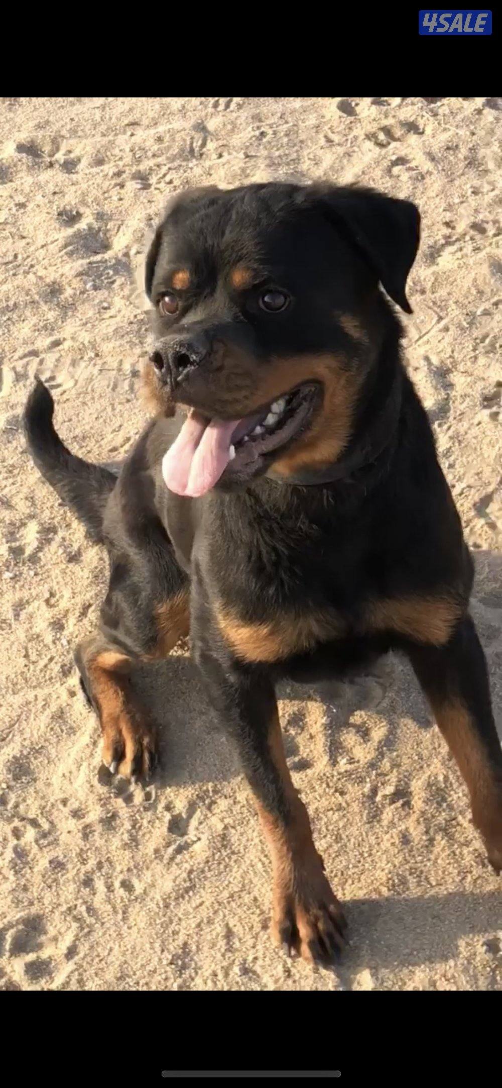 للبيع روت نثيه0