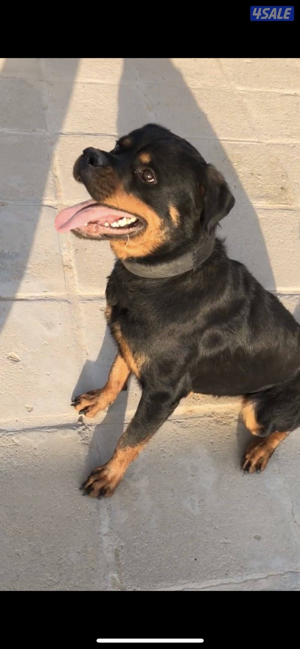 للبيع روت نثيه1