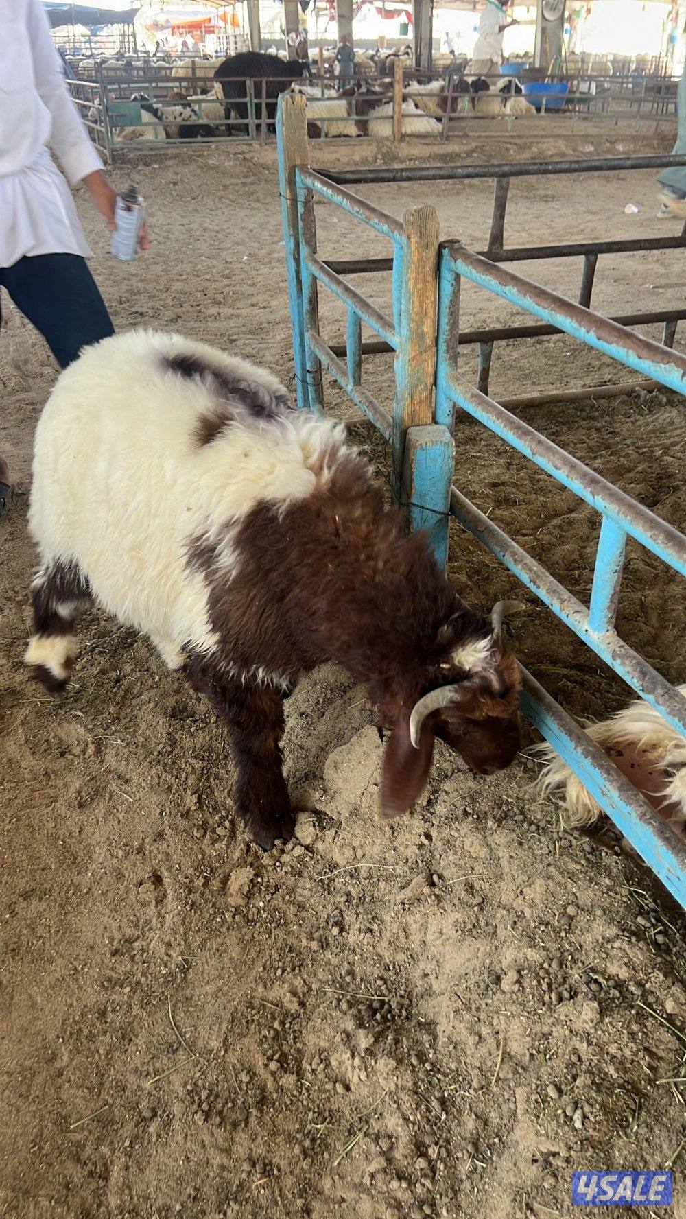 توصيل جميع مناطق الكويت2