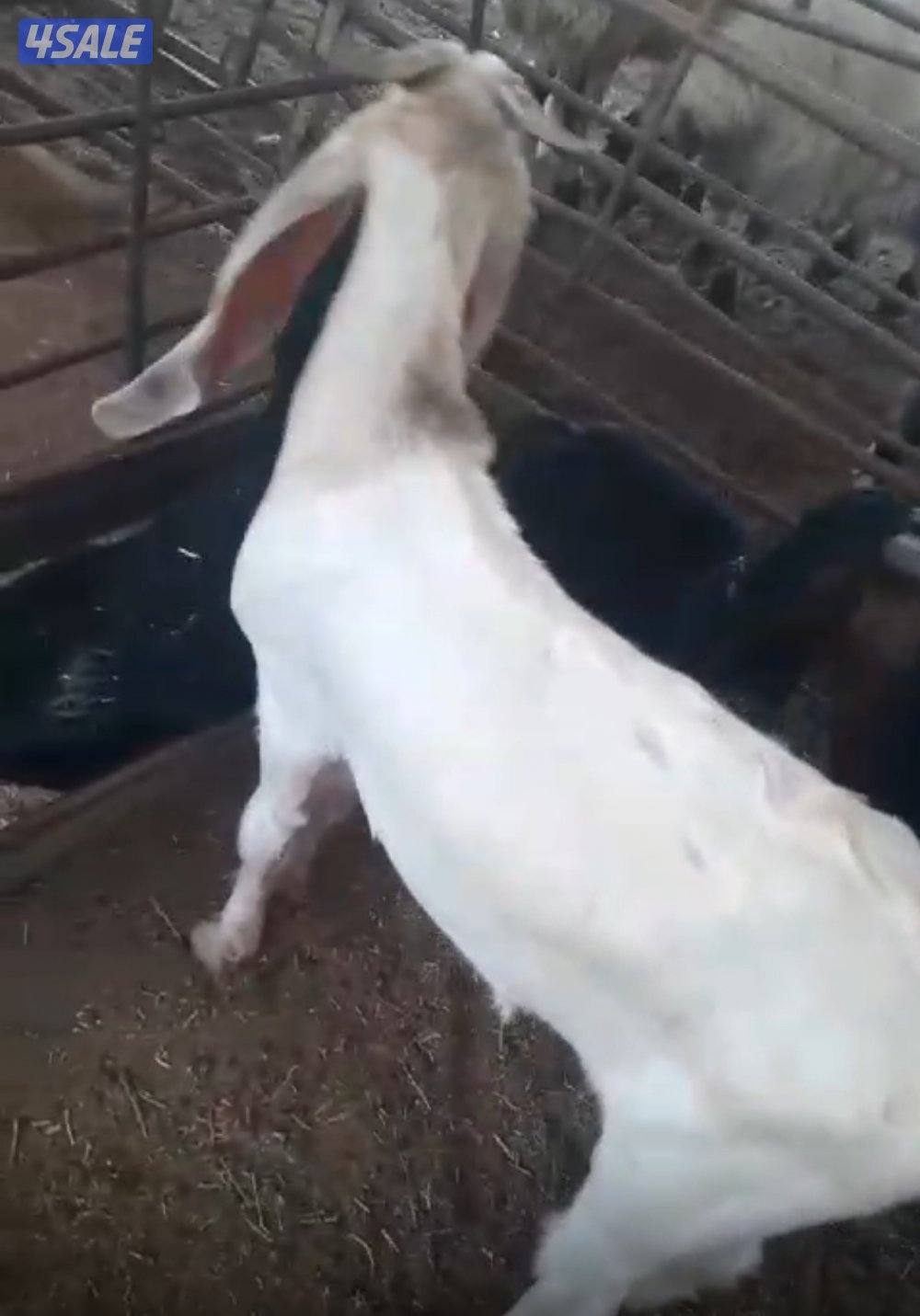 توصيل جميع مناطق الكويت1