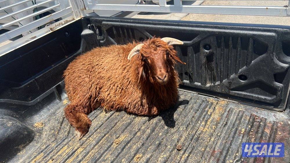 توصيل جميع مناطق الكويت3