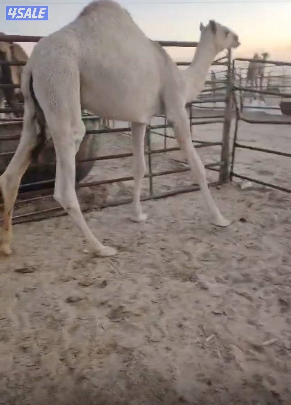 توصيل جميع مناطق الكويت4