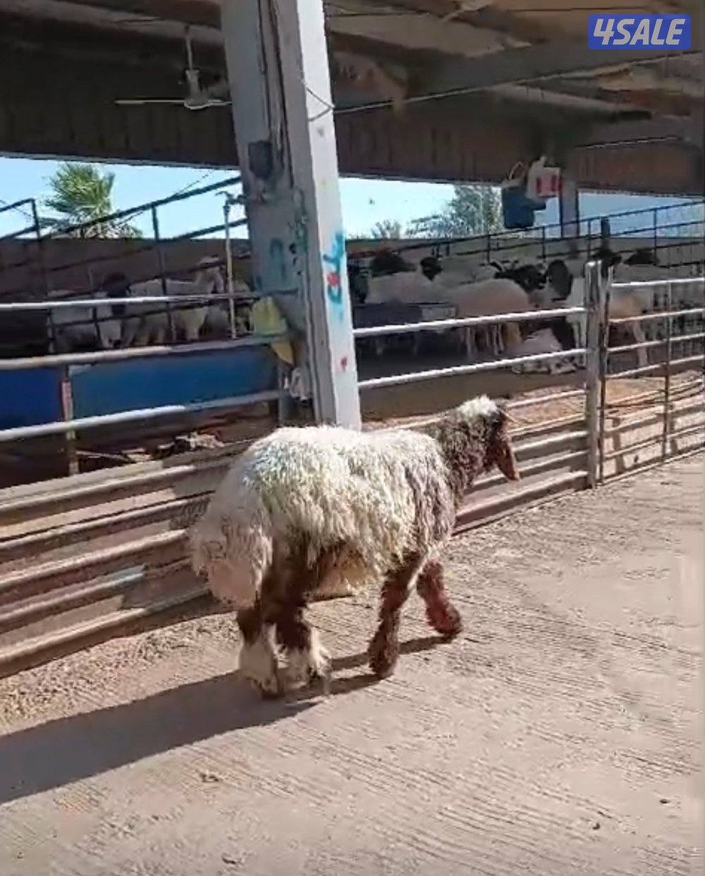 توصيل جميع مناطق الكويت5