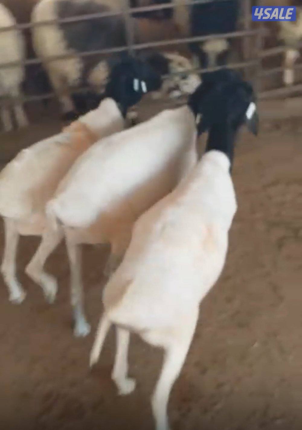 توصيل جميع مناطق الكويت6