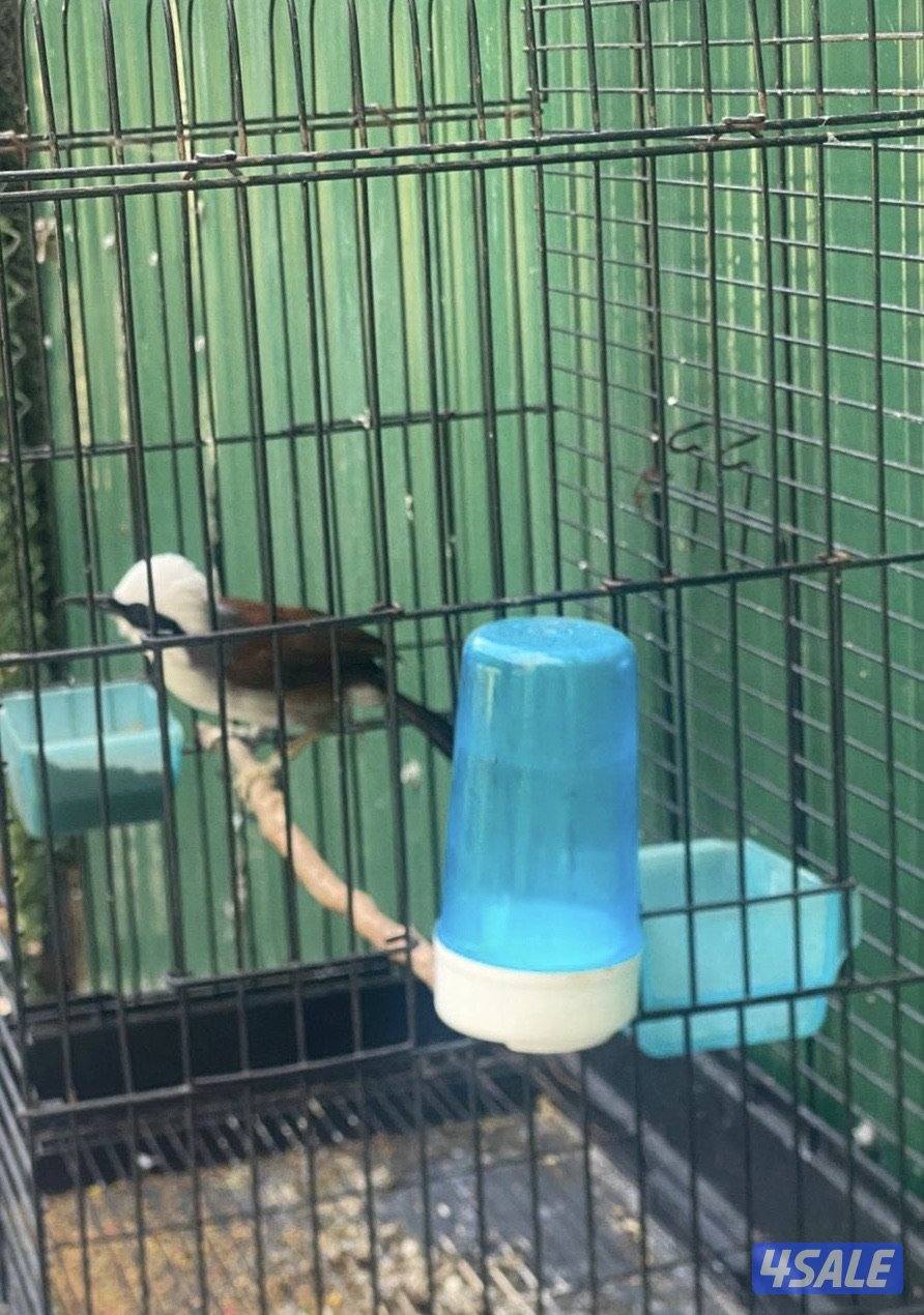 للبيع بلبل الضحاك يغرد موربوه0