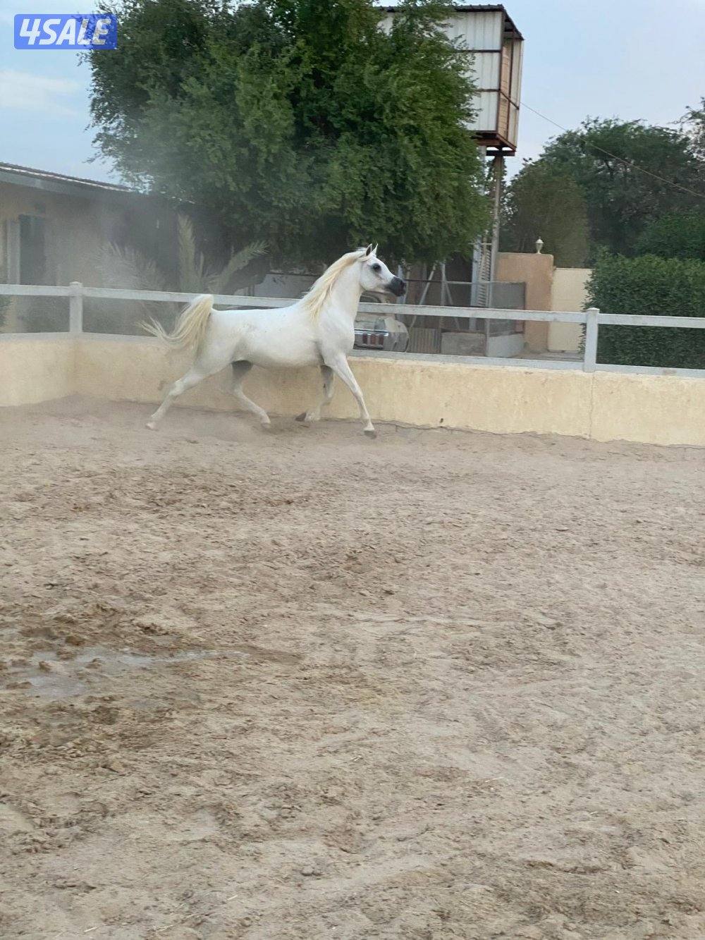 ابو الام البطل الالماني الشهوان جد الايال لقاح ٧ شهور7