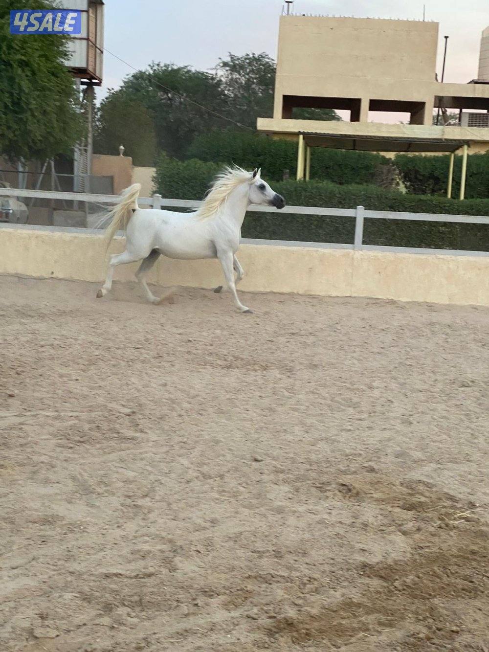 ابو الام البطل الالماني الشهوان جد الايال لقاح ٧ شهور8