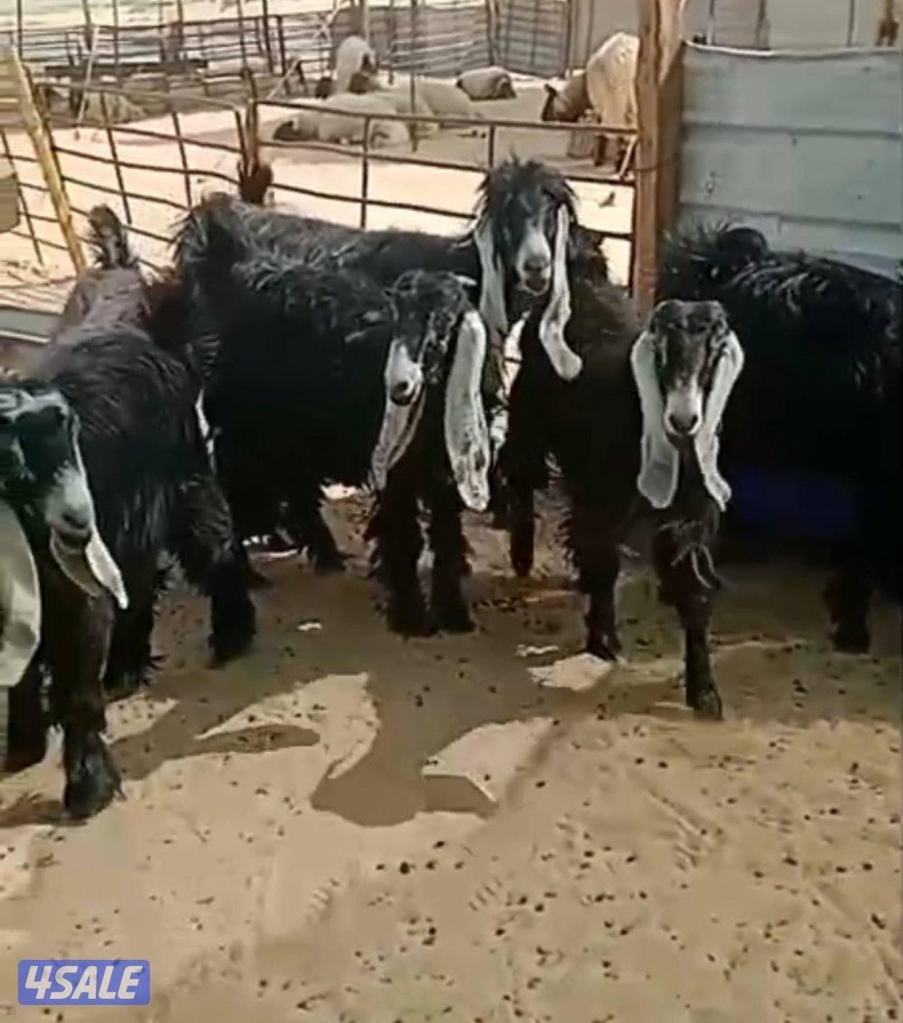 معزاء جذعات خصم0