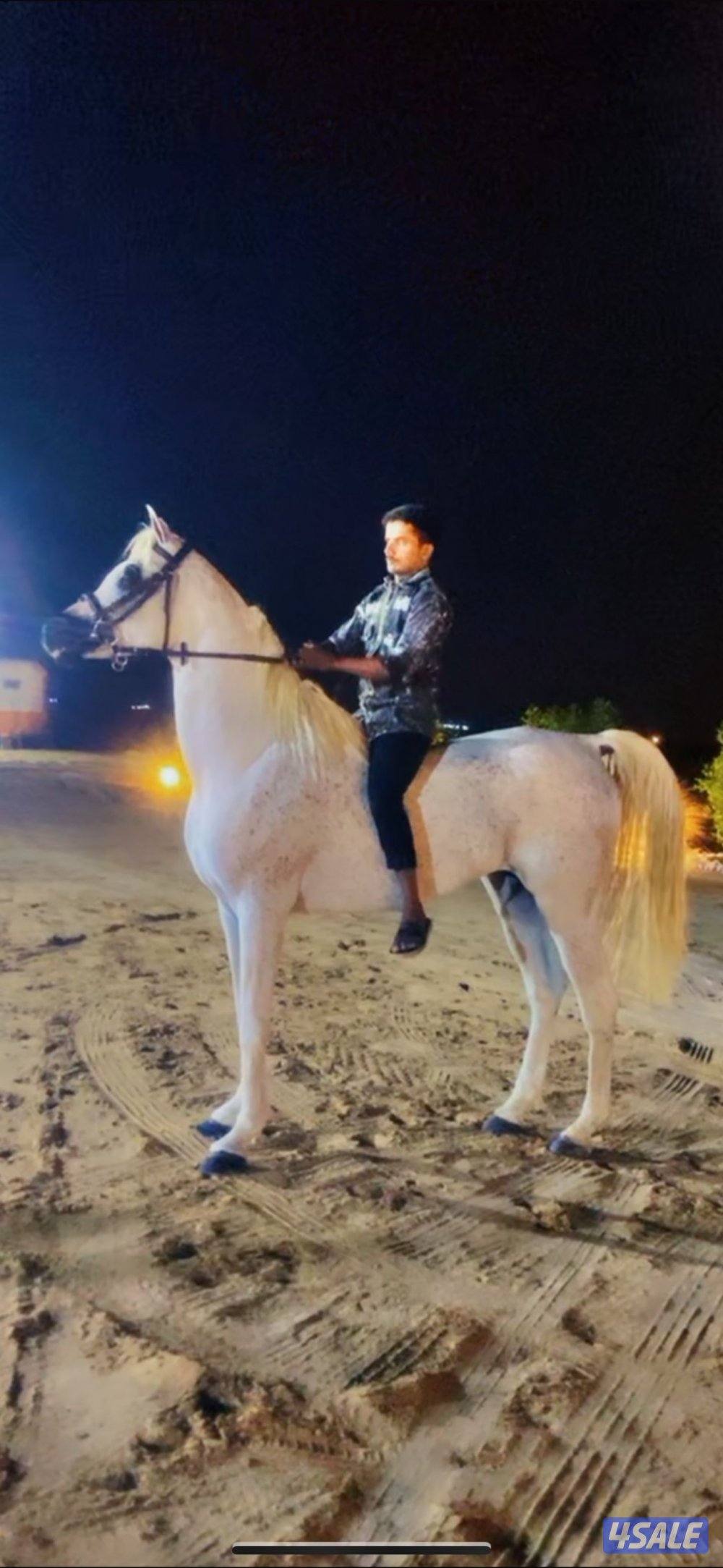 للبيع حصان مواليد 20160