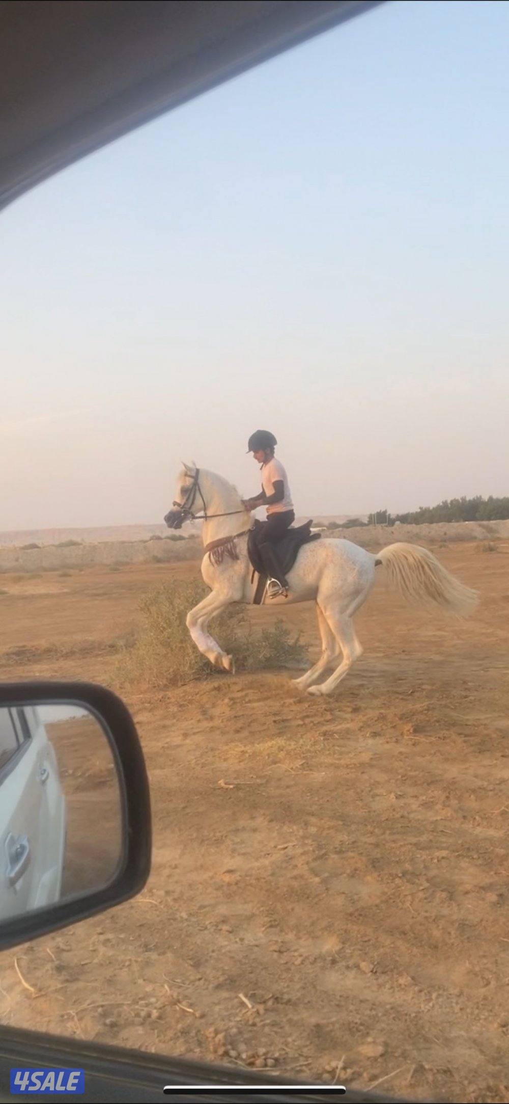 للبيع حصان مواليد 20161